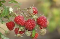 Малина ремонтантная Химбо Топ (Rubus ideaus Himbo Top), H50